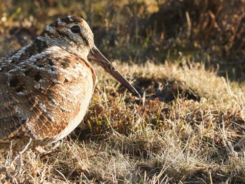 MONTEFELTRO: NUOVE DESTINAZIONI DI CACCIA ALLA PIUMA