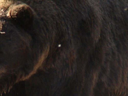 ORSO M49 CATTURA E FUGA