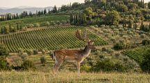 CACCIA IN TOSCANA, IL TAR RESPINGE IL RICORSO: CONFERMATE LE MISURE REGIONALI