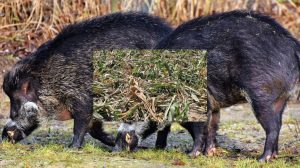 CONTENIMENTO FAUNA: IL CENTRO DESTRA NON STA CON IL GOVERNO