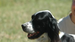 UMBRIA: ADDESTRAMENTO CANI IN AREE DEMANIALI