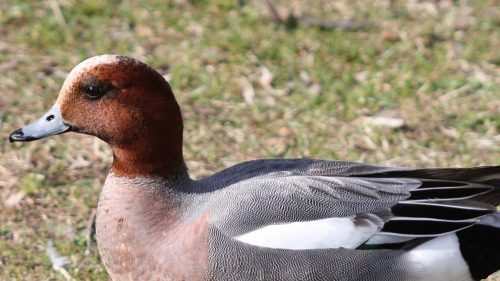 UE: ALLO STUDIO PIANI DI GESTIONE PER QUAGLIA, MORIGLIONE E FISCHIONE