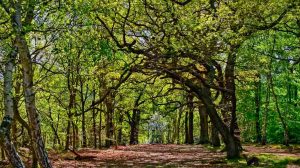 GIORNATA MONDIALE DELLE FORESTE: IL RUOLO POSSIBILE DELLA CACCIA