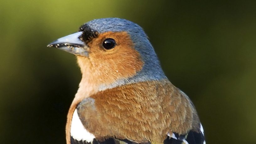 CACCIA IN DEROGA: DEFINITE LE QUOTE DI PRELIEVO PER STORNO E FRINGUELLO