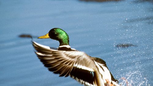 VENETO PRO E CONTRO SUL RICORSO