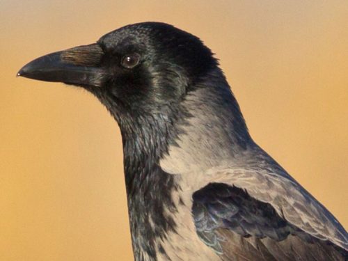 SARDEGNA: SOSPESO IL CONTROLLO DELLA CORNACCHIA GRIGIA