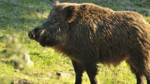 MARCHE E FAUNA SELVATICA: COINVOLGERE FATTIVAMENTE I CACCIATORI