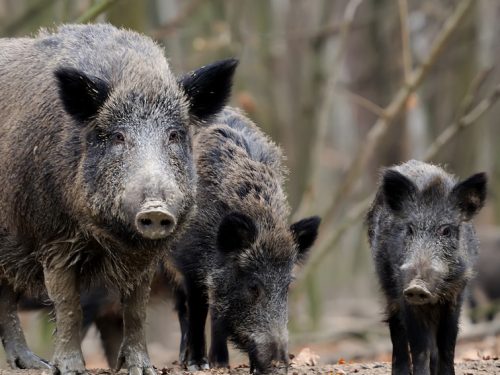 L’OBIETTIVO DI COLDIRETTI VENETO: PRELEVARE FINO AD 11.000 CINGHIALI