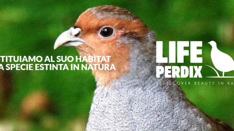 LIFE PERDIX: IL RITORNO DELLA STARNA ITALICA