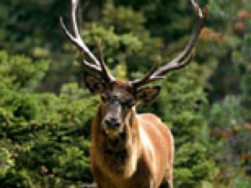 TORNA LA FAUNA SELVATICA NELL´AREA DI CHERNOBYL