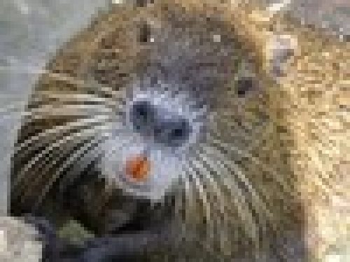 PADOVA, “NUTRIA TOUR”: UN SOPRALLUOGO SUGLI ARGINI E NEI CAMPI PER CAPIRE