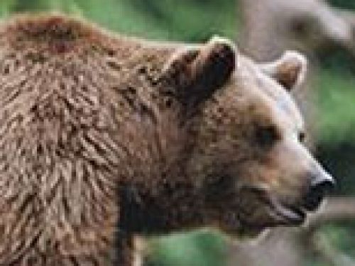 QUANDO L´ORSO E´ AFFAMATO