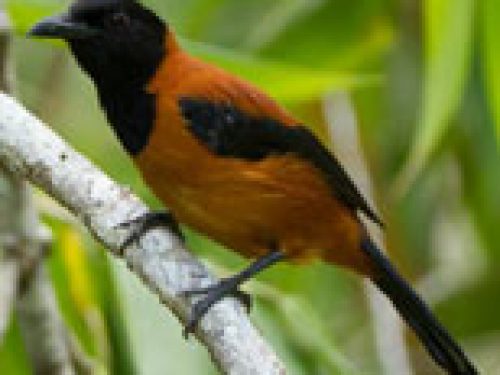 NUOVA GUINEA: SCOPERTI UCCELLI VELENOSI