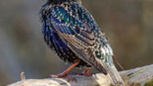 ROMA: TOPI E STORNI, PROBLEMA DA RISOLVERE PRESTO