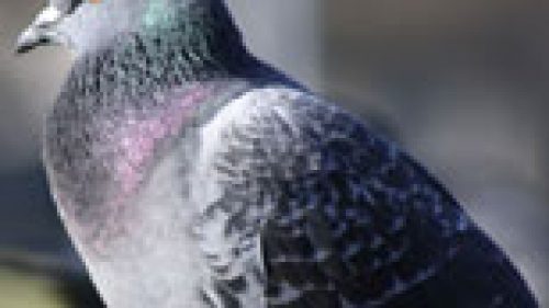 SI SPARA AI PICCIONI IN TOSCANA