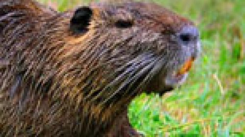 FERRARA: CACCIA NUTRIE, APPROVATO ABBATTIMENTO