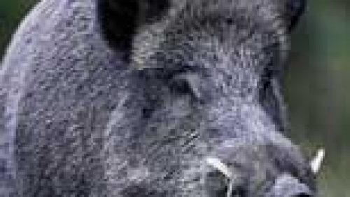 MONTECATINI: ATC, PIANO CONTROLLO PICCIONI E CINGHIALI