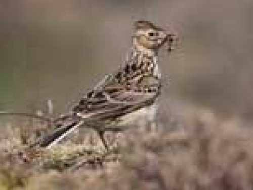 LOMBARDIA: ALLODOLA, ECCESSIVI CARNIERI