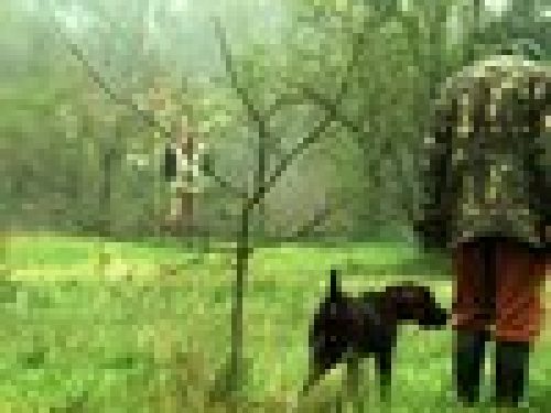 “GARE COL CANE DA FERMA E SPANIELS: IL CAMPO DI GARA”- di Angelo Di Maggio