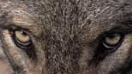 PISTOIA: CACCIATORI CONTRO I LUPI