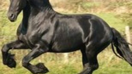 GAME FAIR 2016: SPETTACOLI AL TROTTO E AL GALOPPO