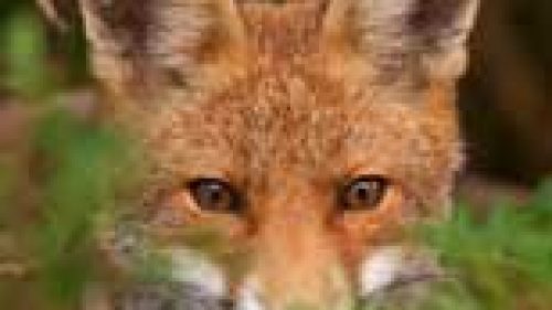 CASTELFRANCO: VOLPI PERICOLOSE PER LA SALUTE