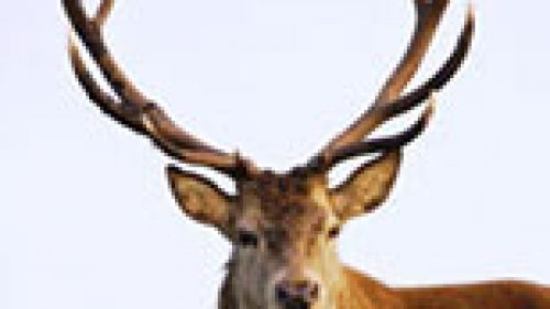 BELLUNO: CENSITI OLTRE 5MILA CERVI