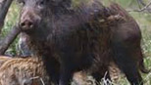 NOVARA: COLTIVATORI ESASPERATI CINGHIALI