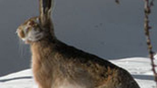 BRENO: NUOVE SEDI PER CACCIATORI E VOLONTARI