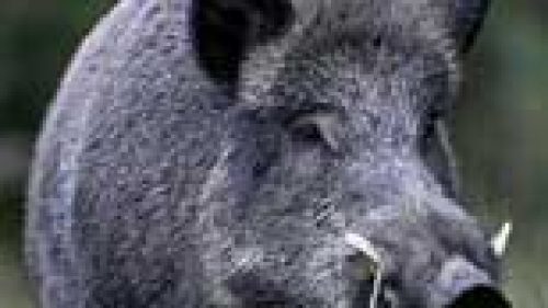 CALABRIA: INVASIONE CINGHIALI, AGRICOLTORI ESASPERATI