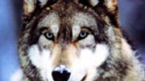 PALAGANO: BOSCO SELVAGGIO, LUPI E CINGHIALI SONO I RE