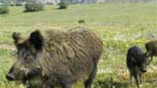 EMERGENZA CINGHIALI IN CAMPANIA: BATTUTE SUPPLETIVE