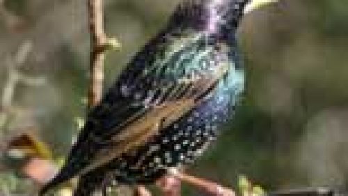 LIGURIA: IL 25 SETTEMBRE APRE CACCIA ALLO STORNO