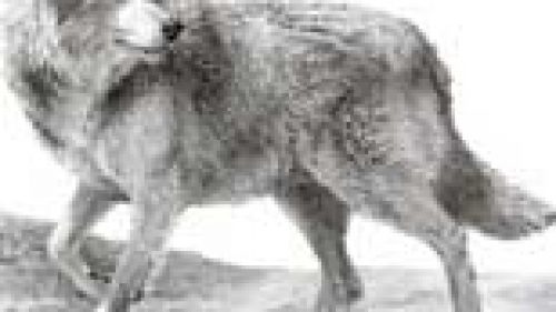 CANADA: DONNA SALVATA NEL BOSCO DA UN´ORSA