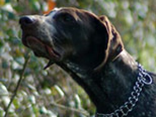CONDANNA PER FURTO DI CANI DA CACCIA