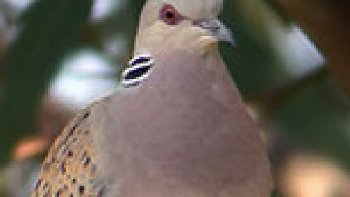 CALENDARIO VENATORIO LAZIO: SI INIZIA IL 1 SETTEMBRE