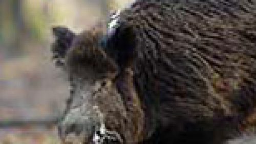 CACCIA TOSCANA: AAVV NON SI ACCORDANO E CACCIATORI PROTESTANO