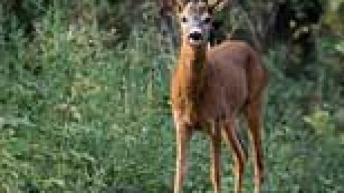 GROSSETO: CAPRIOLI, NON TOCCATE I CUCCIOLI