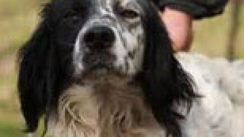 ABRUZZO: I CACCIATORI RISPETTINO IL MONDO AGRICOLO