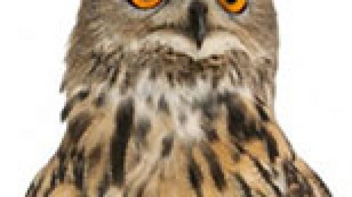 ASSOCIAZIONI AMBIENTALISTE, CHE SUCCEDE?