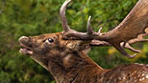 PISTOIA: APERTA LA SELEZIONE. POCHI CINGHIALI PER I TROPPI LUPI