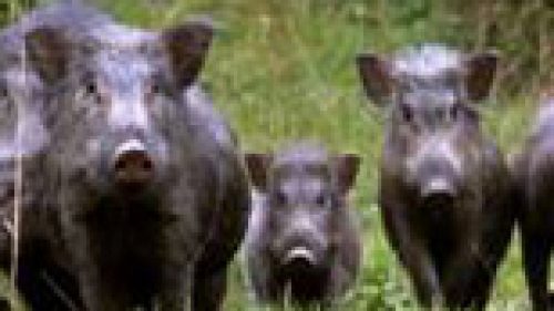 MACERATA: CINGHIALI AL LAVORO SU FAVINO