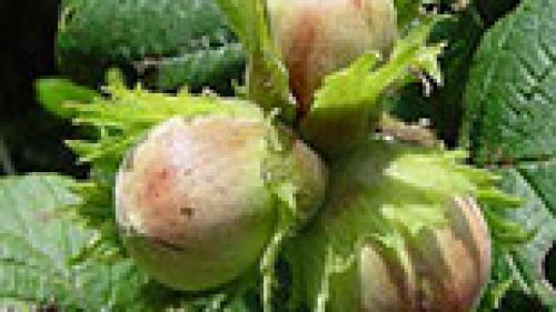 CUNEO: NEI NOCCIOLETI SI LOTTA CON GHIRI, CAPRIOLI E CINGHIALI