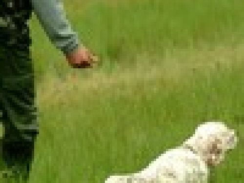 GARE COL CANE DA FERMA E SPANIEL: IL CONCORRENTE (2° Parte) di Angelo Di Maggio