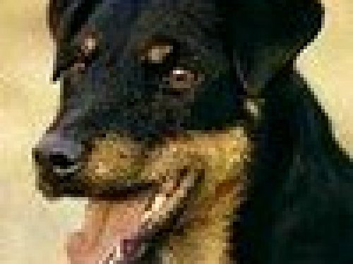 JAGDTERRIER