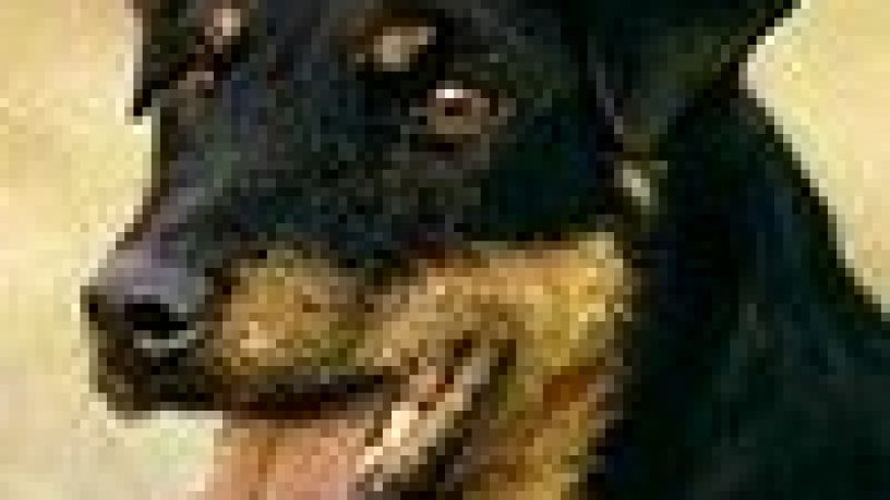 JAGDTERRIER