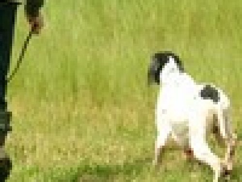 GARE COL CANE DA FERMA E SPANIELS: IL CANE (1° Parte) di Angelo Di Maggio