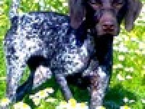 GARE COL CANE DA FERMA E SPANIELS: II TURNO IN FUNZIONE DEL  “GIUDIZIO” e IL CAMPIONATO INTERNAZIONALE   “F.I.D.A.S.C.”