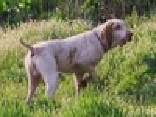 GARE COL CANE DA FERMA E SPANIELS: IL LAVORO DEL CANE DA FERMA (1° Parte)