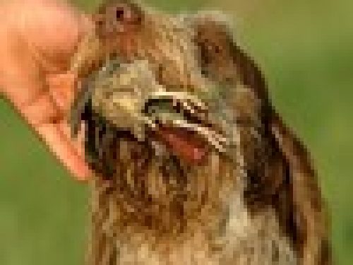 GARE COL CANE DA FERMA E SPANIELS: IL LAVORO DEL CANE DA FERMA (3°Parte) di Angelo di Maggio